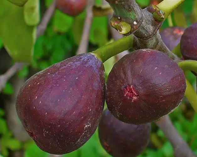 figs on a branch with green leaves in the background