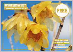 *FREE GIFT* Chimonanthus praecox - Wintersweet- Starter plant