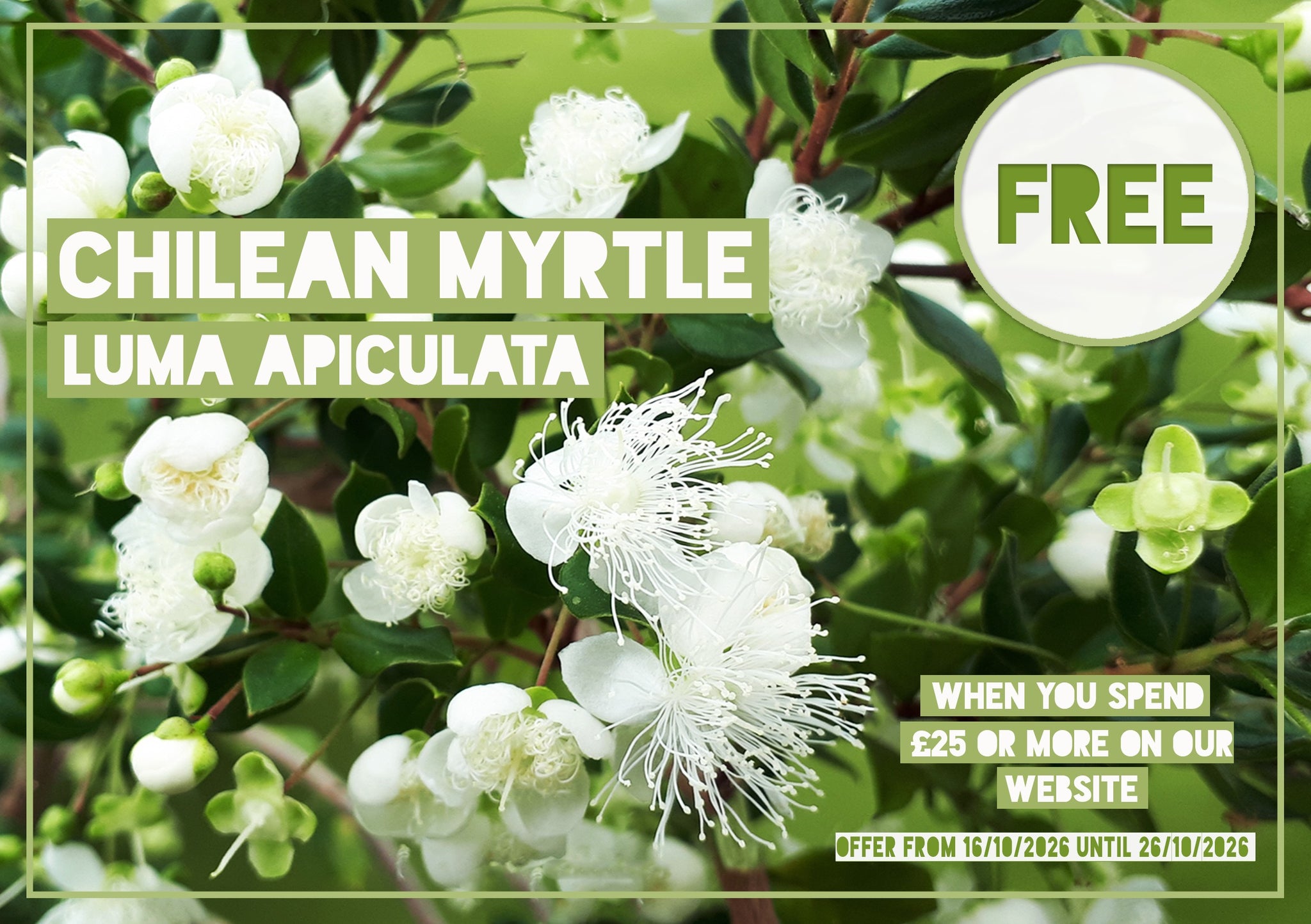 *FREE GIFT* Luma apiculata - Chilean Myrtle - (15cm tall)