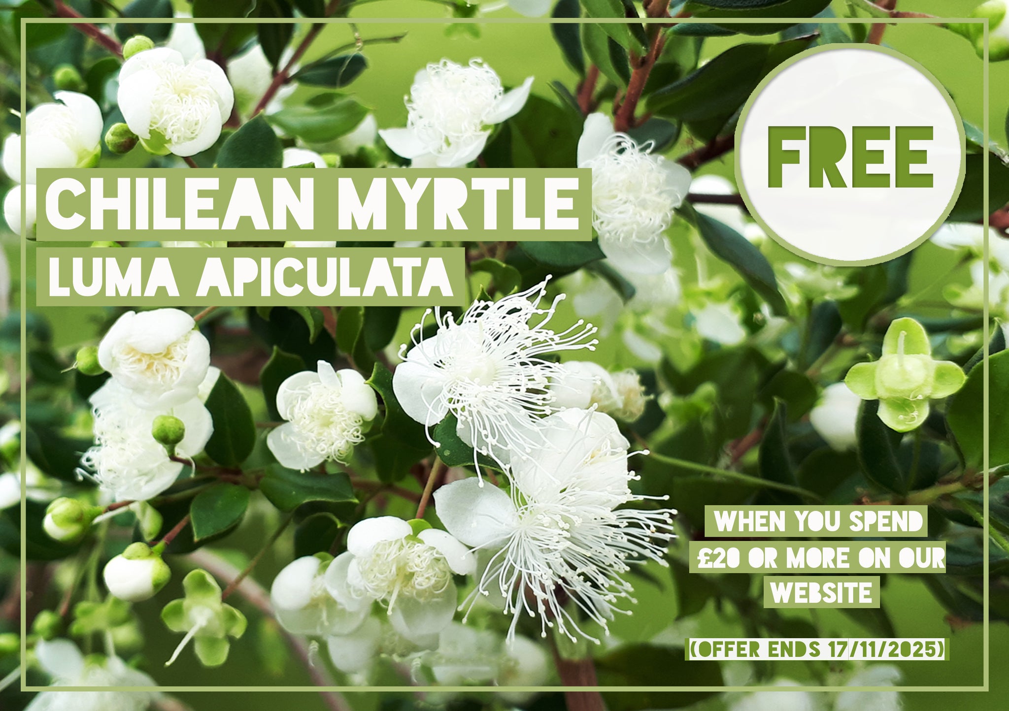 *FREE GIFT* Luma apiculata - Chilean Myrtle - (15cm tall)