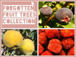 The Forgotten Fruit Trees Collection
