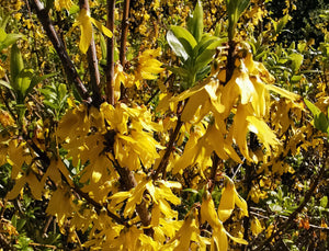 Forsythia viridissima - Golden Bells