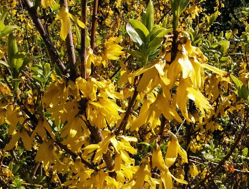 Chinese Golden Bells (Forsythia viridissima) 7 Forsythia viridissima - Golden Bells