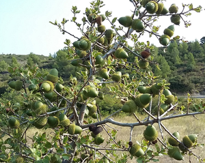 Quercus coccifera - Kermes Oak germinated seed in a pot