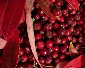 Aronia arbutifolia (Pyrus arbutifolius) - Red Chokeberry