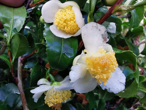 Camellia sinensis var sinensis - Tea plant