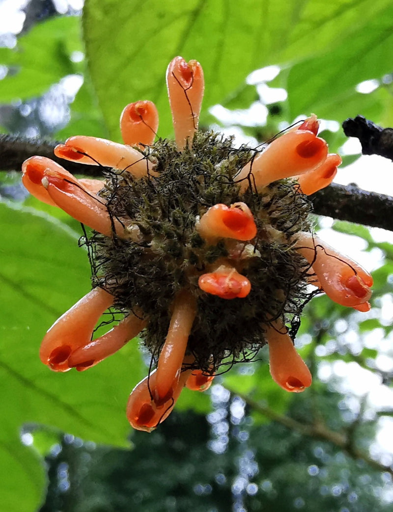 Broussonetia papyrifera - Paper Mulberry Tree