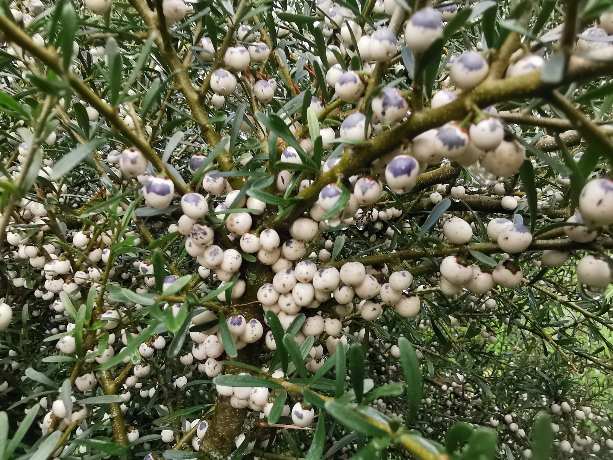 Tree Biolet Melicytus angustifolius - Tree Violet - Jurassicplants Nurseries