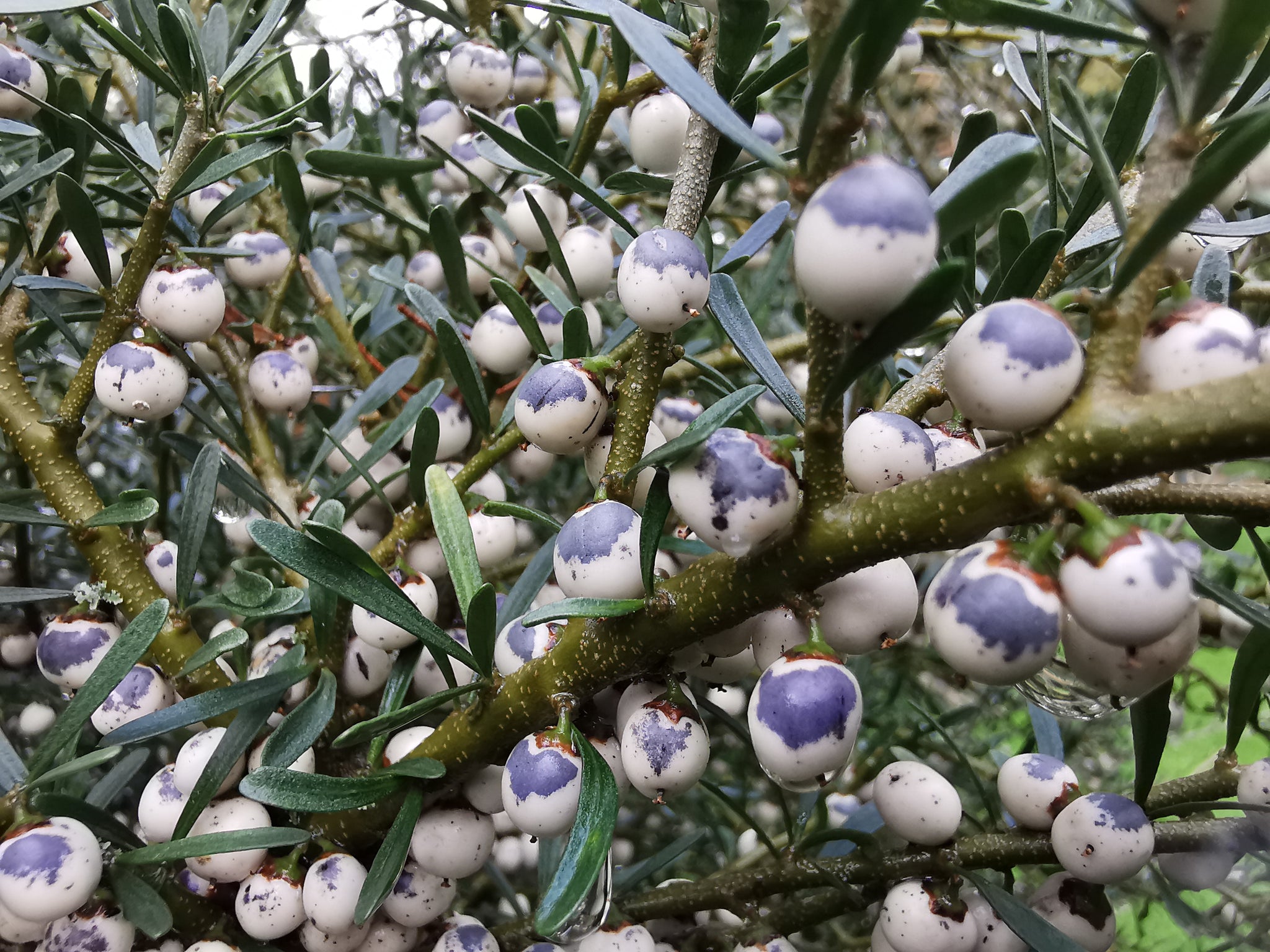 Tree Biolet Melicytus angustifolius - Tree Violet - Jurassicplants Nurseries