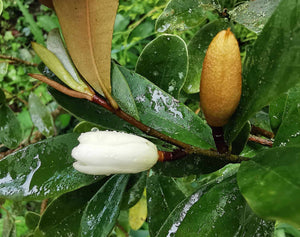 Magnolia laevifolia - Evergreen Shrubby Magnolia