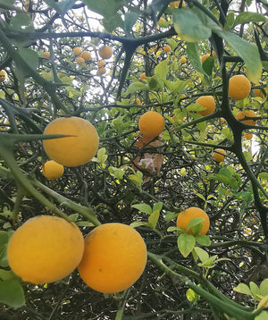 Citrus trifoliata - 1 fresh fruit (30 + seeds)