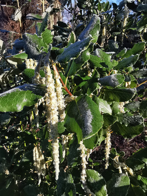 Garrya elliptica - Silk Tassel Bush