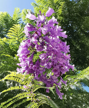 Jacaranda mimosifolia- Jacaranda Tree