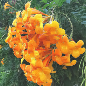 Tecoma x alata - Orange Trumpet Shrub, Orange Bells