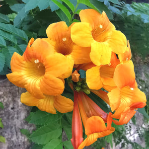 Tecoma x alata - Orange Trumpet Shrub, Orange Bells