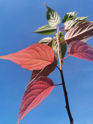 Stachyurus praecox - Early Stachyurus