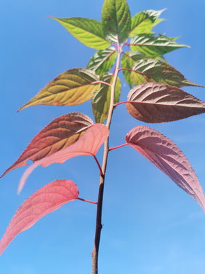 Stachyurus praecox - Early Stachyurus