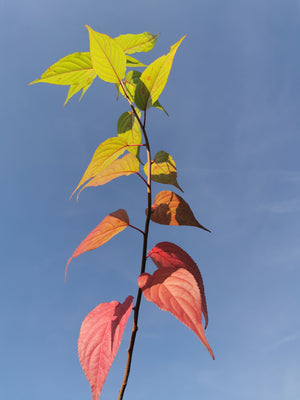 Stachyurus praecox - Early Stachyurus