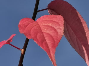 Stachyurus praecox - Early Stachyurus