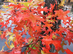 Quercus palustris - Swamp Oak