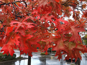 Quercus palustris - Swamp Oak