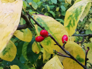 Lindera benzoin - Nothern Spicebush