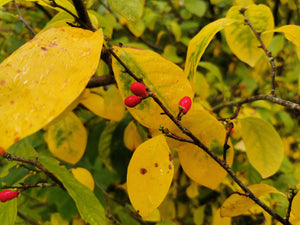 Lindera benzoin - Nothern Spicebush