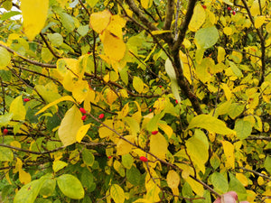 Lindera benzoin - Nothern Spicebush