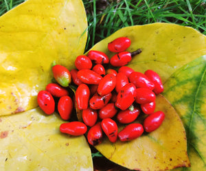 Lindera benzoin - Nothern Spicebush