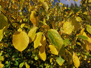 Lindera benzoin - Nothern Spicebush