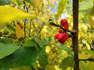 Lindera benzoin - Nothern Spicebush