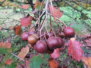 Sorbus torminalis - Wild Service Tree