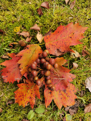 Sorbus torminalis - Wild Service Tree