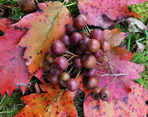 Sorbus torminalis - Wild Service Tree