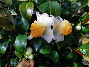 Camellia sinensis var sinensis - Tea plant