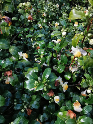 Camellia sinensis var sinensis - Tea plant