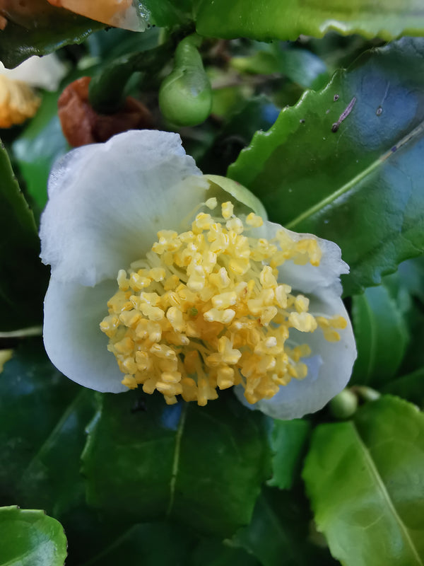 Camellia sinensis var sinensis - Tea plant - Jurassicplants Nurseries