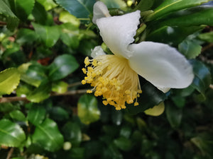 Camellia sinensis var sinensis - Tea plant