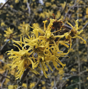 Hamamelis virginiana - Virginian Witch Hazel