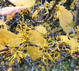 Hamamelis virginiana - Virginian Witch Hazel