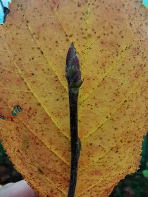 Sorbus devoniensis - Devon Sorb Apple