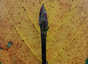 Sorbus devoniensis - Devon Sorb Apple