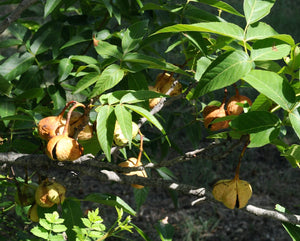 Ungnadia speciosa - Mexican pink Buckeye