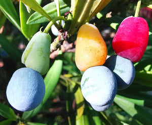 Podocarpus macrophyllus - Buddhist Pine