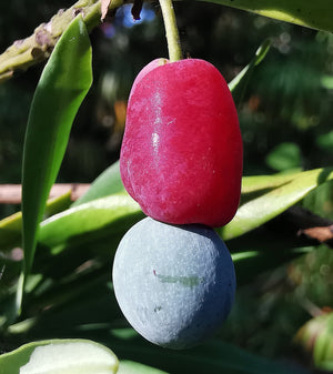 Podocarpus macrophyllus - Buddhist Pine