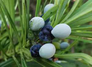 Podocarpus elatus - Illawara Plum or Plum Pine