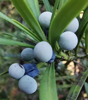 Podocarpus elatus - Illawara Plum or Plum Pine