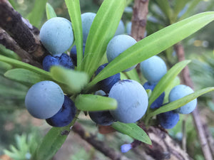 Podocarpus elatus - Illawara Plum or Plum Pine