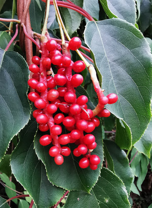 Schisandra chinensis - Five-flavour Berry, Magnolia Vine