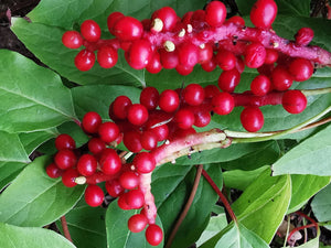 Schisandra chinensis - Five-flavour Berry, Magnolia Vine